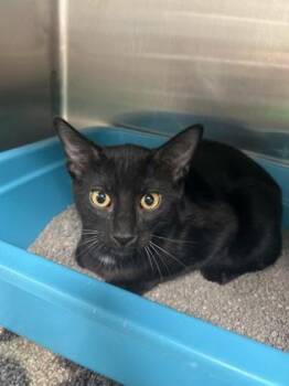 Salvatore -  Domestic Short Hair Cat for Adoption in Picayune, Mississippi - Salvatore | PetCurious