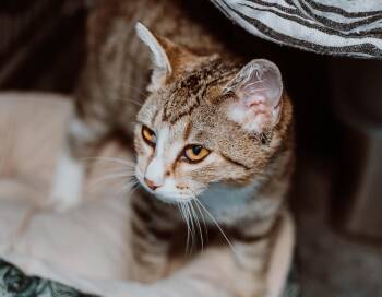 Rescue Tabby Cats for Adoption in Le Mars, Iowa - Casey | PetCurious