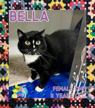 Rescue Domestic Medium Hair Cats for Adoption in Danville, Indiana - Bella | PetCurious