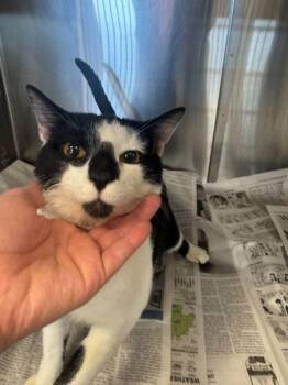 Domestic Short Hair Cats Available for Adoption - Cookies N