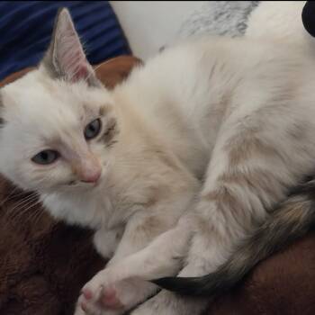 Rescue Domestic Short Hair Cats for Adoption in Grantsville, Utah - Cherie | PetCurious