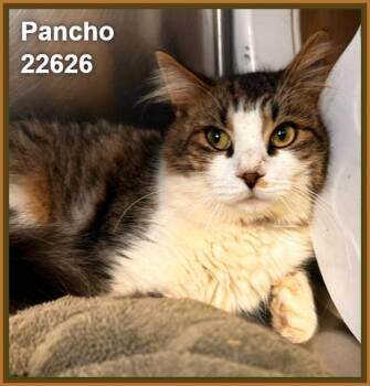 PANCHO (see also FELIPE) -  Domestic Medium Hair and Tabby Cat for Adoption in Marietta, Georgia - PANCHO (see Also FELIPE) | PetCurious