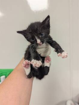 Rescue Domestic Short Hair Cats for Adoption in Ontario, California - SMALLS- IN FOSTER | PetCurious