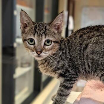 Lexus -  Domestic Short Hair Cat for Adoption in Pleasanton, California - Lexus | PetCurious