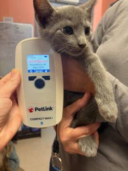 Leo 1 -  Domestic Short Hair Cat for Adoption in Morgantown, Kentucky - Leo 1 | PetCurious