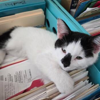 Rescue Domestic Short Hair Cats for Adoption in Delta, Colorado - Bongo | PetCurious