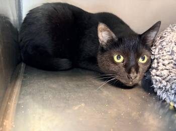 CJ -  Domestic Short Hair Cat for Adoption in Huntington, Indiana - CJ | PetCurious