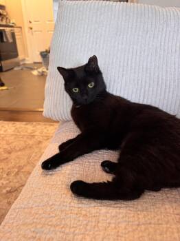 Twizzler -  Domestic Short Hair Cat for Adoption in Nashville, Tennessee - Twizzler | PetCurious