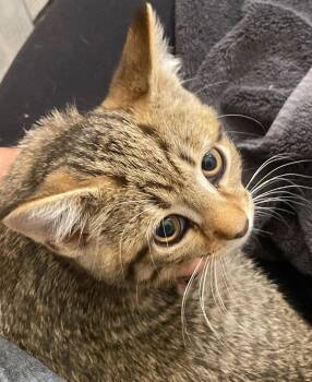 Maybelle -  Tabby and Domestic Short Hair Cat for Adoption in Island Lake, Illinois - Maybelle | PetCurious