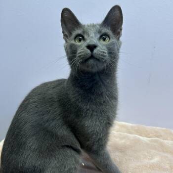 Cuddles -  Domestic Short Hair Cat for Adoption in Exeter, Rhode Island - Cuddles | PetCurious