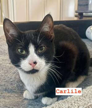Domestic Short Hair Cats Available for Adoption - Carlile And Avett (bonded Pair) | PetCurious