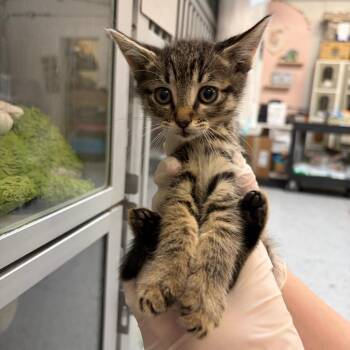 Spoons -  Domestic Short Hair Cat for Adoption in Grantsville, Utah - Spoons | PetCurious