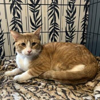 Carrot 0724 DW -  Domestic Short Hair Cat for Adoption - Carrot 0724 DW | PetCurious