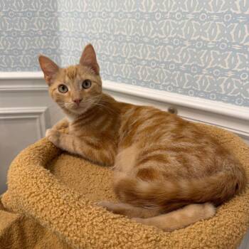Domestic Short Hair Cats Available for Adoption in Juno Beach, Florida - Orange Julius | PetCurious