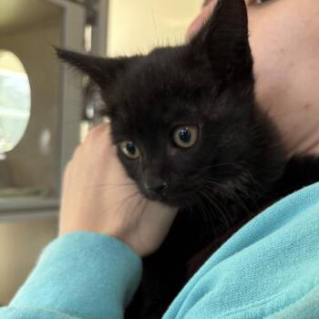 Delaney -  Domestic Short Hair Cat Available for Adoption in Gloucester, Virginia - Delaney | PetCurious