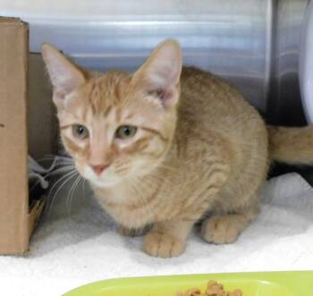 Tigger -  Domestic Short Hair Cat for Adoption in Pontiac, Michigan - Tigger | PetCurious