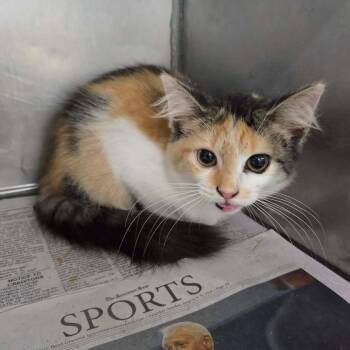 Thelma -  Domestic Medium Hair Cat for Adoption in Madison, Wisconsin - Thelma | PetCurious