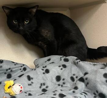 Rescue Domestic Short Hair Cats for Adoption in Clarksville, Tennessee - Jasper (Levi) | PetCurious
