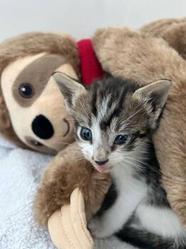 Kevin -  Domestic Short Hair Cat for Adoption in Orlando, Florida - Kevin | PetCurious