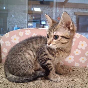 Rikki -  Domestic Short Hair Cat for Adoption in Rowlett, Texas - Rikki | PetCurious