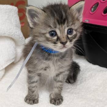 LIBERTY -  Domestic Medium Hair Cat for Adoption in Camarillo, California - LIBERTY | PetCurious