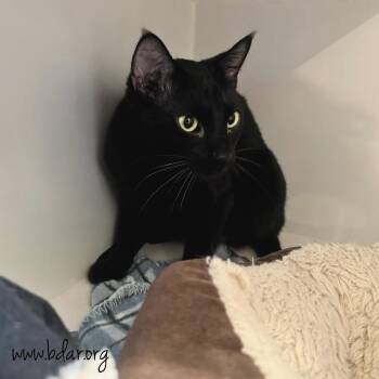 Nyx -  Domestic Short Hair Cat Available for Adoption in Cheyenne, Wyoming - Nyx | PetCurious
