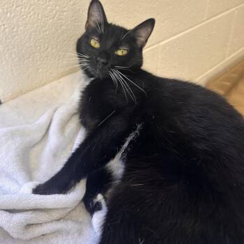 Wendy Wonderbread -  Domestic Short Hair Cat for Adoption in Alexandria, Virginia - Wendy Wonderbread | PetCurious