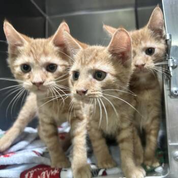 Naranja -  Domestic Short Hair Cat for Adoption in Newport, North Carolina - Naranja | PetCurious