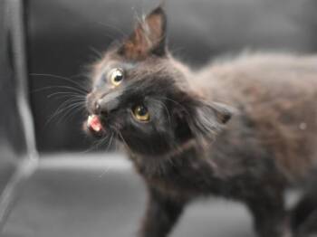 Mollusk -  Domestic Medium Hair Cat for Adoption in Portland, Oregon - Mollusk | PetCurious
