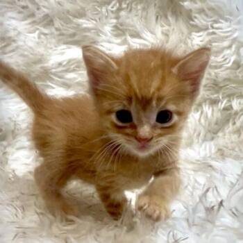 Neopolitan -  Domestic Short Hair Cat for Adoption in Vienna, Ontario - Neopolitan | PetCurious