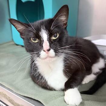 Big Beautiful -  Domestic Short Hair Cat for Adoption in Titusville, Florida - Big Beautiful | PetCurious