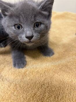 Rescue Domestic Short Hair Cats for Adoption in Fremont, California - A196074 | PetCurious