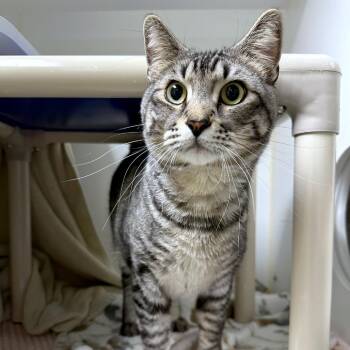 Ozzy -  Domestic Short Hair Cat for Adoption in Woodinville, Washington - Ozzy | PetCurious