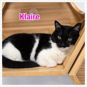Domestic Short Hair Cats Available for Adoption - Klaire | PetCurious