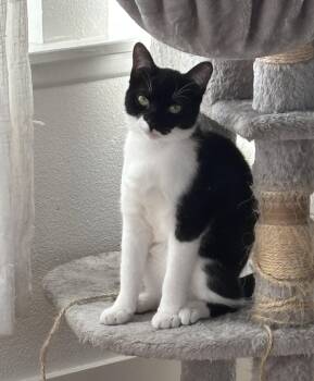 Domestic Short Hair Cats Available for Adoption in Mission Viejo, California - Lavender | PetCurious