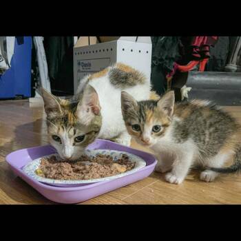 Queenie -  Domestic Short Hair Cat for Adoption in San Antonio, Texas - Queenie | PetCurious