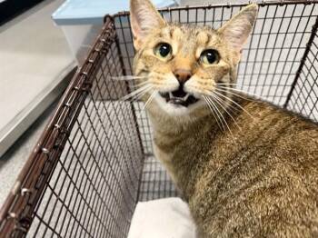 ALASKA -  Domestic Short Hair Cat for Adoption in Kalamazoo, Michigan - ALASKA | PetCurious