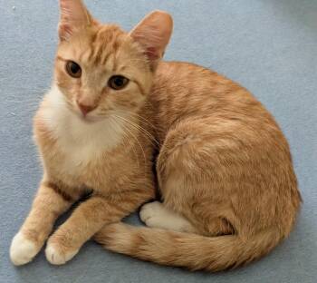 Obie Kenmore -  Domestic Short Hair Cat for Adoption in Philadelphia, Pennsylvania - Obie Kenmore | PetCurious