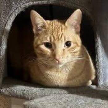 Domestic Short Hair Cats Available for Adoption - Allegro | PetCurious