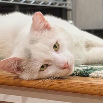 Domestic Short Hair Cats Available for Adoption in Philadelphia, Pennsylvania - Gerald | PetCurious