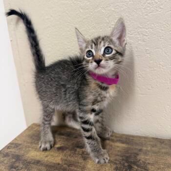 PATSY CLINE -  Domestic Short Hair Cat for Adoption in Joshua Tree, California - PATSY CLINE | PetCurious