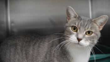 Basil -  Domestic Short Hair Cat for Adoption - Basil | PetCurious
