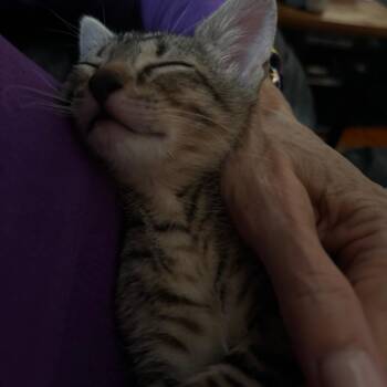 Bitty -  Domestic Short Hair Cat for Adoption in Gainesville, Florida - Bitty | PetCurious