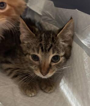 Rescue Domestic Short Hair and Tabby Cats for Adoption in New York, New York - Scarecrow | PetCurious