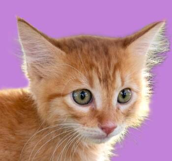 Domestic Long Hair Cats Available for Adoption in Savannah, Georgia - Cheeto Puff | PetCurious