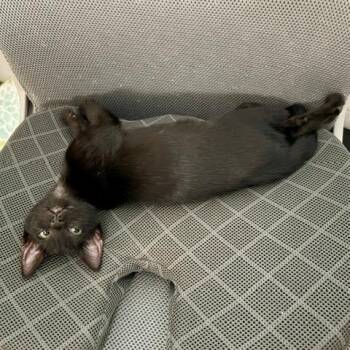 Domestic Short Hair Cats Available for Adoption in Houston, Texas - Rice | PetCurious