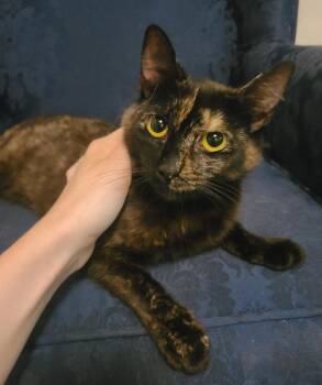 Rescue Domestic Short Hair Cats for Adoption in Ellijay, Georgia - Lola | PetCurious