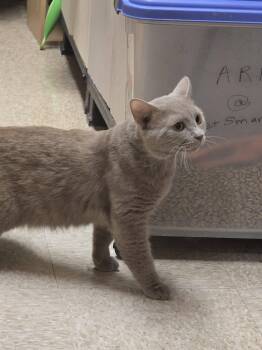 Chowder - At Petsmart -  Domestic Short Hair Cat for Adoption in Kalamazoo, Michigan - Chowder - At Petsmart | PetCurious