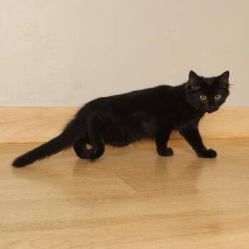 Pocus C70737 -  Domestic Medium Hair Cat for Adoption in Minnetonka, Minnesota - Pocus C70737 | PetCurious