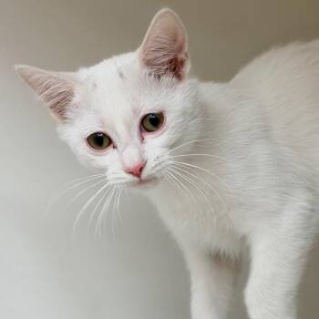 Raven -  Domestic Short Hair Cat Available for Adoption in Champaign, Illinois - Raven | PetCurious